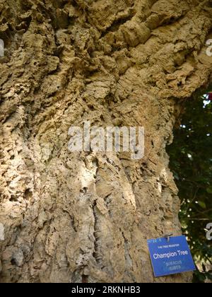 Par, Cornwall, UK - März 26 2022: The Bark of a Champion Quercus suber (Korkeiche) im Tregrehan Garden. Stockfoto