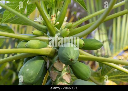Papaya, Papaw, Paw Paw, Mamao, Baummelone (Carica Papaya), Blumen und Früchte auf einem Baum, USA, Hawaii, Maui, Kihei Stockfoto