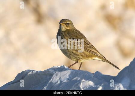 Felsgrube (Anthus petrosus), sitzend auf einem Stein, Italien, Toskana Stockfoto