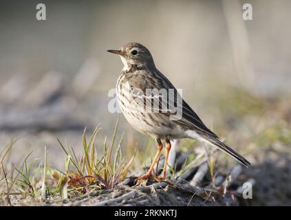 Asiatisches Blätterbauch-Pipit, sibirisches Blätterbauch-Pipit (Anthus rubescens japonicus), auf dem Boden sitzend, Seitenansicht, China Stockfoto