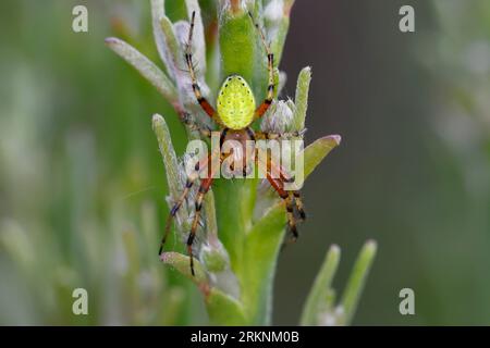 Gurkengraue Spinne, Kürbisspinne, Kürbisspinne (Araniella spec.), männlich an einer Pflanze, Rückenansicht, Kroatien Stockfoto