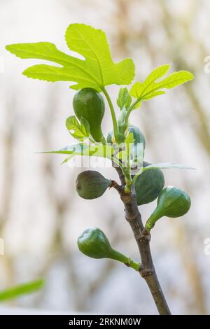 feige (Ficus carica), Feigen in einem Baum Stockfoto