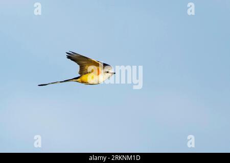 Fliegenfänger mit Scherenschwanz, Paradiesvogel Texas, Fliegenfänger mit Schwalbenschwanz (Tyrannus forficatus), ausgewachsenes Weibchen im Flug, USA, Texas Stockfoto