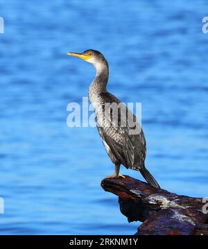 Mediterraner Sumpf (Phalacrocorax aristotelis desmarestii, Phalacrocorax desmarestii), sitzt auf einem Küstenfelsen, 2 cy, Frankreich, Hyeres Stockfoto