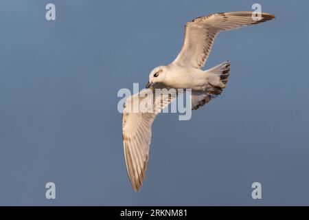 mediterrane Möwe (Ichthyaetus melanocephalus, Larus melanocephalus), unreif im Flug, Italien, Lucca Stockfoto