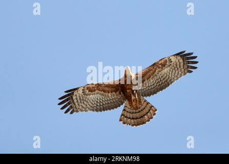 Orientalischer Honigbussard, Schopfhonig-Bussard (Pernis ptilorhynchus), unreif im Flug, Oman Stockfoto