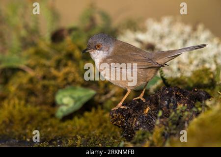 sardinischer Zwerg (Sylvia melanocephala), Weibchen auf dem Boden, Italien, Toskana, Monte Morello Stockfoto