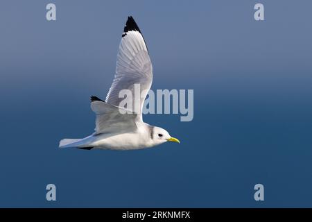 Schwarzbeinkittiwake (Rissa tridactyla, Larus tridactyla), Erwachsener im Wintergefieder im Flug, Italien, Lucca, Viareggio Stockfoto