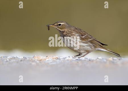 Wasserpipit (Anthus spinoletta), sitzend auf dem Boden mit Beute im Schnabel, Italien, Toskana Stockfoto