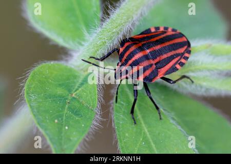 Italienischer Striped-Bug, Minstrel Bug (Graphosoma lineatum, Graphosoma italicum), sitzt auf einer Pflanze, Kroatien Stockfoto