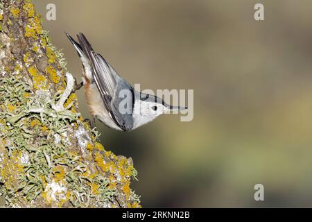 Weiße Nacktschnecke (Sitta carolinensis), ausgewachsenes Männchen auf einem Baum, USA, Kalifornien Stockfoto