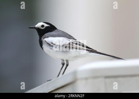 Maskierte Bachstelze, maskierte weiße Bachstelze (Motacilla personata, Motacilla alba personata), männliche Bachstelze auf einem Ast, Seitenansicht, China Stockfoto