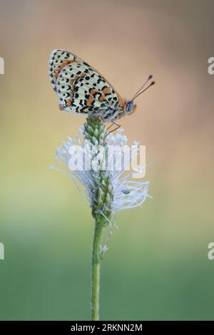 Fleckenfritillary (Melitaea didyma), sitzend auf Wegericht, Frankreich, Mercantour Nationalpark Stockfoto