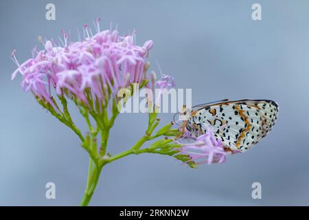 Fleckenfritillary (Melitaea didyma), sitzt auf Centranthus, Frankreich, Mercantour Nationalpark Stockfoto