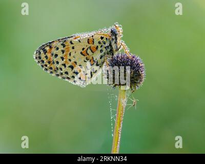 Fleckenfritillary (Melitaea didyma), sitzt auf einer Pflanze, Frankreich, Mercantour Nationalpark Stockfoto