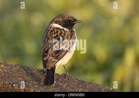 Stejnegers Stonechat, Amur stonechat (Saxicola stejnegeri), an einer Wand, Rückansicht, Japan, Kyushu Stockfoto