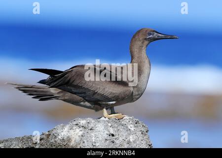 Rotfüßiger Booby (Sula sula rubripes, Sula rubripes), Junges auf einem Küstenfelsen, Französisch-Polynesien, Tuamotu-Archipel, Tikei Stockfoto