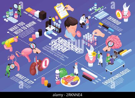 Isometrische endokrinologische Flussdiagrammvektorillustration Stock Vektor