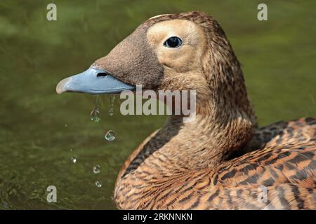 Brilleneider (Somateria fischeri), Erwachsene Frau, Porträt, Niederlande, Gelderland Stockfoto