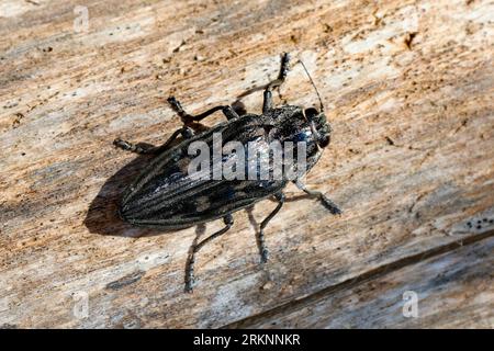 Flachkopf-Kiefernbohrer, Flatheaded-Kiefernbohrer (Chalcophora mariana), Draufsicht, Kroatien Stockfoto