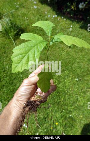 nordrote Eiche (Quercus rubra), Sämling einer Eiche in der Hand, Deutschland Stockfoto