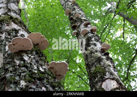 Birkenpolypore, Birkenbügel, Rasierstreifen (Fomitopsis betulina, Piptoporus betulinus), bei Birkenstämmen, Deutschland Stockfoto