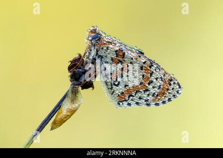 Fleckenfritillary (Melitaea didyma), sitzt auf einer Pflanze, Frankreich, Mercantour Nationalpark Stockfoto