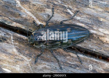 Flachkopf-Kiefernbohrer, Flatheaded-Kiefernbohrer (Chalcophora mariana), Draufsicht, Kroatien Stockfoto