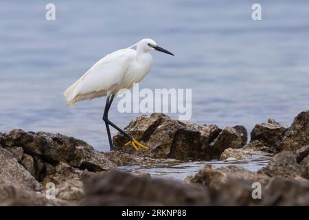 Kleiner Reiher (Egretta garzetta), zu Fuß am Wasser, Seitenansicht, Kroatien Stockfoto