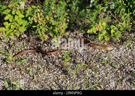 Europäische Glaseidechse, gepanzerte Glaseidechse (Ophisaurus apodus, Pseudopus apodus), kriechend, Kroatien Stockfoto