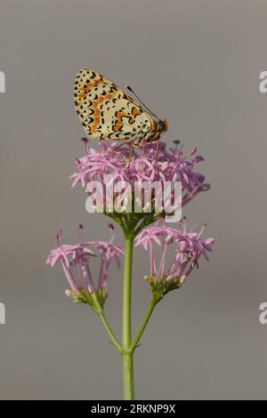 Fleckenfritillary (Melitaea didyma), sitzt auf Centranthus, Frankreich, Mercantour Nationalpark Stockfoto