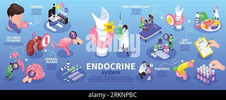 Isometrische endokrinologische Infographie mit endokrinem System Nebennieren Schilddrüsenpankreas und weiteren Beschreibungen Vektorillustration Stock Vektor