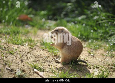 Bildnummer: 57408257  Datum: 13.03.2012  Copyright: imago/Xinhua (120314) -- WASHINGTON, March 14, 2012 (Xinhua) -- A black-tailed prairie dog eats grass at the National Zoo in Washington D.C., capital of the United States, March 13, 2012.(Xinhua/Wang Yiou) (dtf) U.S.-WASHINGTON-SPRING PUBLICATIONxNOTxINxCHN  Tiere xbs x2x 2012 quer o0 Schwarzschwanz-Präriehund     57408257 Date 13 03 2012 Copyright Imago XINHUA  Washington March 14 2012 XINHUA a Black Tailed PRAIRIE Dog eats Graß AT The National Zoo in Washington D C Capital of The United States March 13 2012 XINHUA Wang Yiou  U S Washington Stock Photo