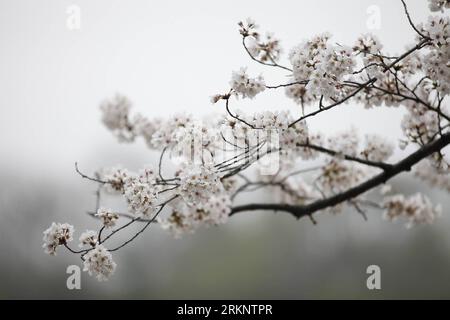 Bildnummer: 57512829  Datum: 18.03.2012  Copyright: imago/Xinhua (120318) -- WASHINGTON D.C., March 18, 2012 (Xinhua) -- Cherry blossoms along the Tidal Basin are seen in Washington D.C., the United States, on March 18, 2012. The annual Cherry Blossom Festival will begin here on March 20, commemorating the 100th anniversary of Japan s gift of 3,000 Japanese cherry blossom trees to Washington in 1912. (Xinhua/Lin Yu) US-WASHINGTON D.C.-CHERRY BLOSSOM-ANNIVERSARY PUBLICATIONxNOTxINxCHN Gesellschaft Jahreszeit Frühling Kirschbaum Baumblüte Blüte Baum xjh x0x premiumd 2012 quer      57512829 Date Stock Photo
