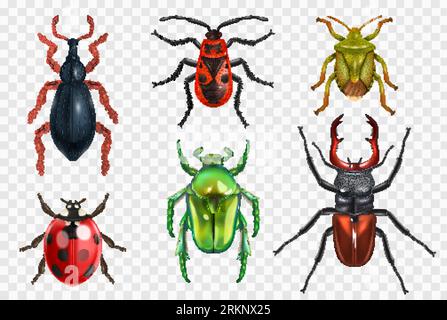 Realistischer Insektenkäfer-Bug-Satz von isolierten Bildern auf transparentem Hintergrund mit bunten Bildern von Bugs-Vektor-Illustration Stock Vektor