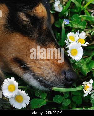 Bildnummer: 57770189  Datum: 30.03.2012  Copyright: imago/Xinhua (120330) -- ROME, March 30, 2012 (Xinhua) -- A dog is seen with flowers in Rome, Italy, March 21, 2012. Varieties of spring flowers flourish as the northern hemisphere have entered its springtime since March. (Xinhua/Wang Qingqin) NORTHERN HEMISPHERE-SPRING FLOWERS PUBLICATIONxNOTxINxCHN Gesellschaft Jahreszeit Frühling xda x2x 2012 quadrat  o0 Blüte, Blume, Pflanzen, Hund, Tiere     57770189 Date 30 03 2012 Copyright Imago XINHUA  Rome March 30 2012 XINHUA a Dog IS Lakes With Flowers in Rome Italy March 21 2012 varieties of Spri Stock Photo