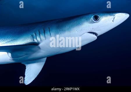 Blauhai in portugiesischen Gewässern Stockfoto