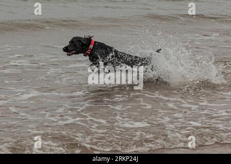 Schwarzer Cocker Spaniel, der am Strand durch die Brandung läuft Stockfoto