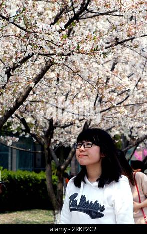 Bildnummer: 57874648  Datum: 05.04.2012  Copyright: imago/Xinhua (120405) -- SHANGHAI, April 5, 2012 (Xinhua) -- A student walks on a campus passageway where cherry blossoms bloom at Tongji University, east China s Shanghai Municipality, April 5, 2012. (Xinhua/Liu Ying) (lmm) CHINA-SHANGHAI-TONGJI UNIVERSITY-CHERRY BLOSSOMS (CN) PUBLICATIONxNOTxINxCHN Gesellschaft Frühling Kirschblüte Kirschbaum Blüte x0x xsk 2012 hoch      57874648 Date 05 04 2012 Copyright Imago XINHUA  Shanghai April 5 2012 XINHUA a Student Walks ON a Campus passageway Where Cherry Blossoms Bloom AT Tongji University East C Stock Photo