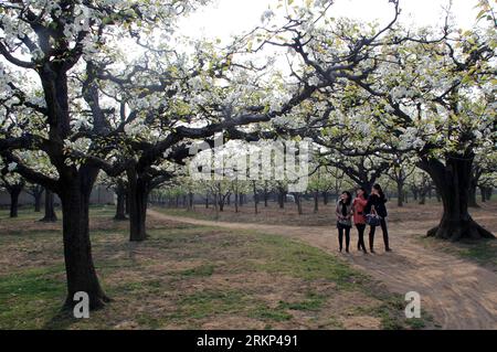 Bildnummer: 57890862  Datum: 12.04.2012  Copyright: imago/Xinhua (120412) -- DANGSHAN, April 12, 2012 (Xinhua) -- Tourists enjoy the scene at a pear orchard in Dangshan County, east China s Anhui Province, April 10, 2012. As the pear tree flowers are in full blossom in spring, local government organized many cultural and traditional activities in local pear orchards recently, which attracted many tourists. (Xinhua/Cui Meng) (zhs) CHINA-ANHUI-DANGSHAN-PEAR-TOURISM (CN) PUBLICATIONxNOTxINxCHN Gesellschaft xbs x2x 2012 quer o0 Birne Birnbaum, Blüte     57890862 Date 12 04 2012 Copyright Imago XIN Stockfoto