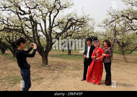Bildnummer: 57890863 Datum: 12.04.2012 Copyright: imago/Xinhua (120412) -- DANGSHAN, 12. April 2012 (Xinhua) -- Touristen machen Fotos mit einer Opernschauspielerin auf einer Birnenplantage im Dangshan County, ostchinesische Provinz Anhui, 10. April 2012. Da die Birnenblüten im Frühjahr voll erblühen, organisierte die lokale Regierung vor kurzem viele kulturelle und traditionelle Aktivitäten in lokalen Birnenplantagen, die viele Touristen anlockten. (Xinhua/Cui Meng) (zhs) CHINA-ANHUI-DANGSHAN-PEAR-TOURISM (CN) PUBLICATIONxNOTxINxCHN Gesellschaft xbs x2x 2012 quer o0 Birne Birnbaum, Blüte 57890863 Datum 12 04 2012 Stockfoto