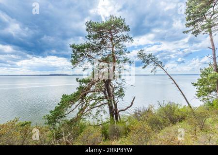Romantische Steilklippe mit See bei Gnitz in Usedom Stockfoto
