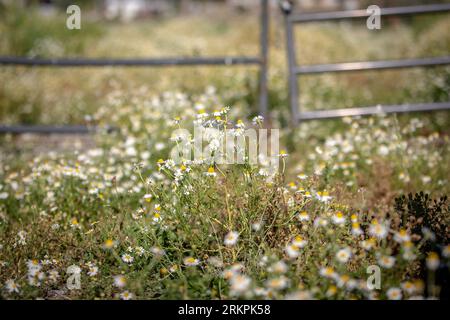 Die flache Tiefe des Feldes verengt sich auf einem Strauß Kamillenblüten auf einer Weide, die in der Sommersonne blüht Stockfoto