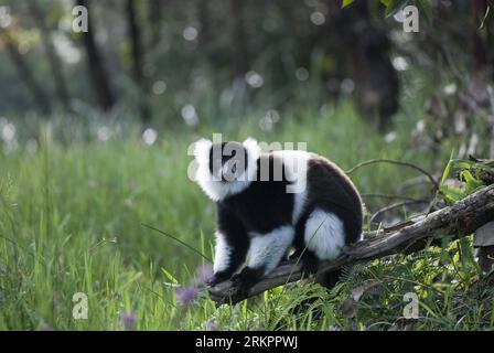 Bildnummer: 58045058  Datum: 28.05.2012  Copyright: imago/Xinhua (120529) -- ANTANANARIVO, May 29, 2012 (Xinhua) -- A diademed sifaka, an endangered species of lemur, has a rest in a nature reserve in Andasibe, 130 km east of capital Antananarivo, Madagascar, on May 28, 2012. The disappearance of adjoining habitat outside the area is the main threat to the critically endangered lemurs. (Xinhua/He Xianfeng) MADAGASCAR-LEMUR PUBLICATIONxNOTxINxCHN Tiere Diademsifaka Propithecus diadema xda x0x premiumd 2012 quer Aufmacher      58045058 Date 28 05 2012 Copyright Imago XINHUA  Antananarivo May 29 Stockfoto