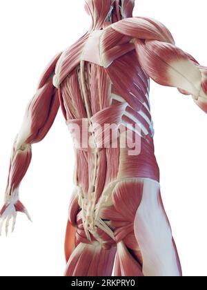 Muskuläres System des Rückens, Illustration. Stockfoto