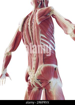 Muskuläres System des Rückens, Illustration. Stockfoto