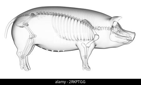 Schwein-Skelett, Illustration. Stockfoto