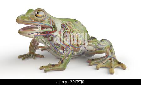 Froschinnere Organe, Illustration. Stockfoto