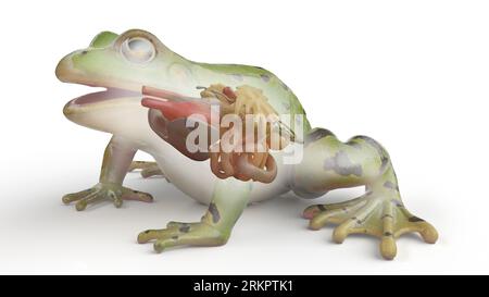 Froschinnere Organe, Illustration. Stockfoto