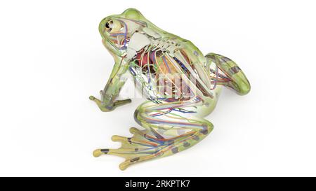 Froschinnere Organe, Illustration. Stockfoto